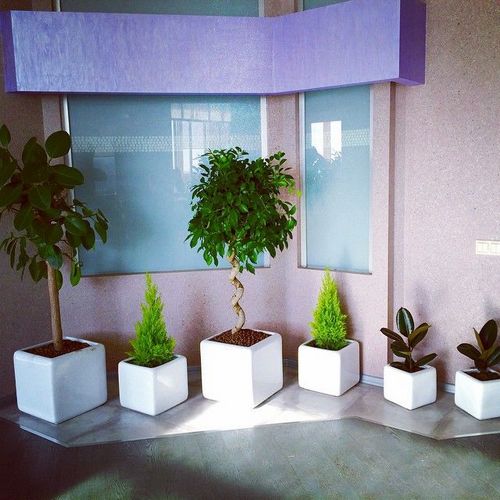 Комнатные растения в интерьере: 15 фото