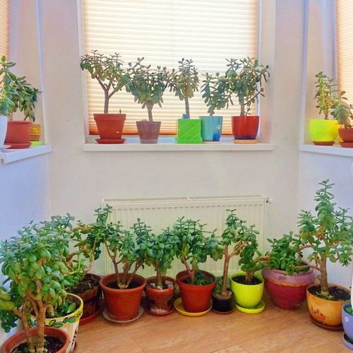 Комнатные растения в интерьере: 15 фото